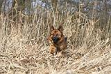 BERGER ALLEMAND 884